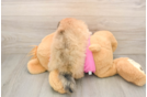 Playful Pom Frise Designer Puppy