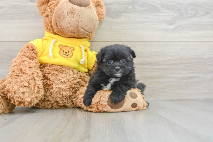 Meet Luigi - our Pomachon Puppy Photo 1/3 - Puppy Love PR Pomachon Pup Being Cute