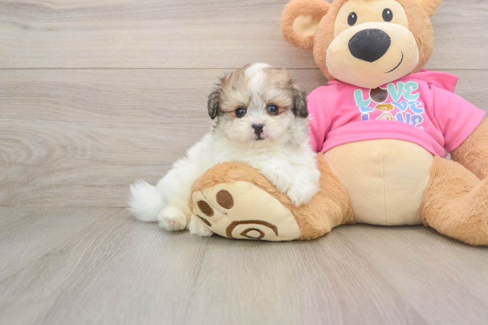 Sweet Pomachon Baby