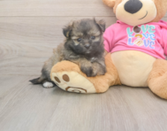 5 week old Pomachon Puppy For Sale - Puppy Love PR