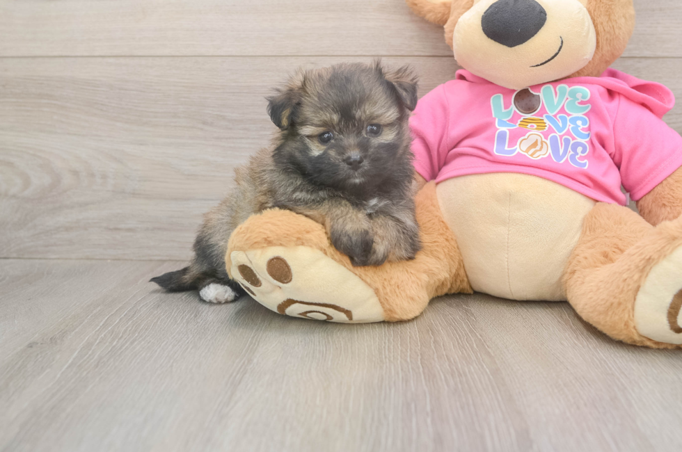 5 week old Pomachon Puppy For Sale - Puppy Love PR