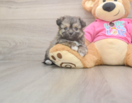 5 week old Pomachon Puppy For Sale - Puppy Love PR