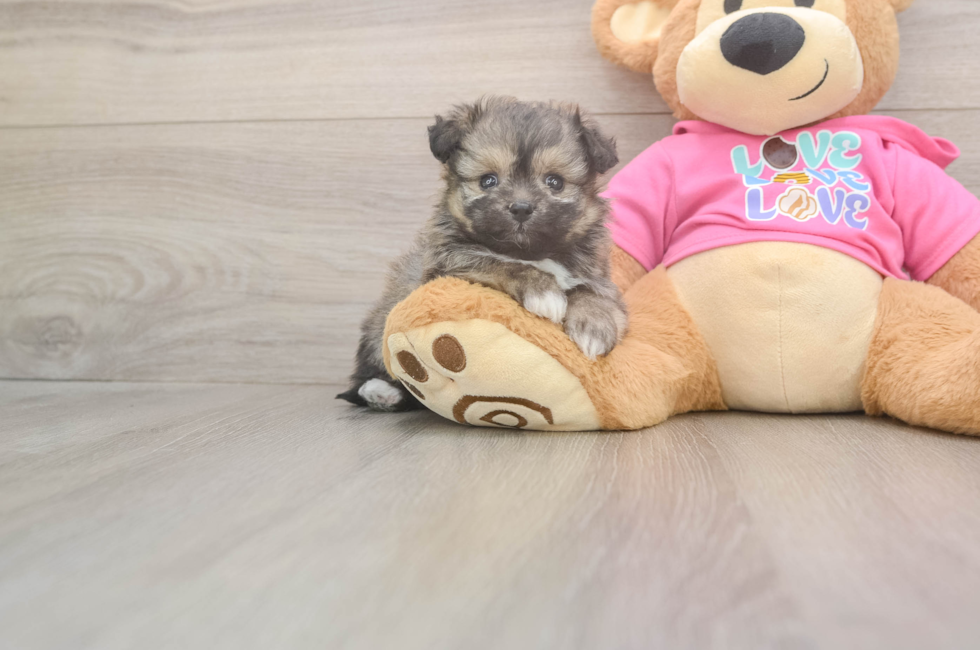 5 week old Pomachon Puppy For Sale - Puppy Love PR