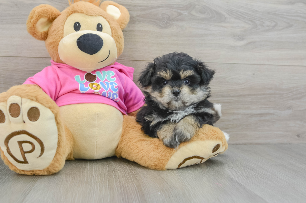 7 week old Pomachon Puppy For Sale - Puppy Love PR