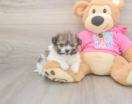 6 week old Pomachon Puppy For Sale - Puppy Love PR