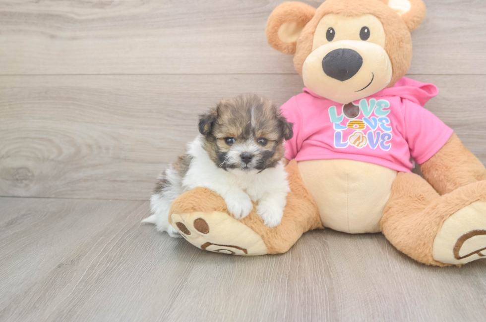 5 week old Pomachon Puppy For Sale - Puppy Love PR