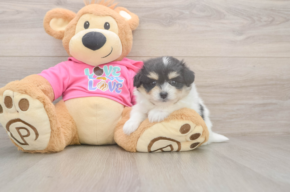 5 week old Pomachon Puppy For Sale - Puppy Love PR