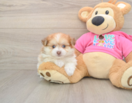 5 week old Pomachon Puppy For Sale - Puppy Love PR