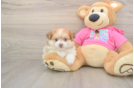 Petite Pomachon Designer Pup