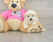 5 week old Pomachon Puppy For Sale - Puppy Love PR