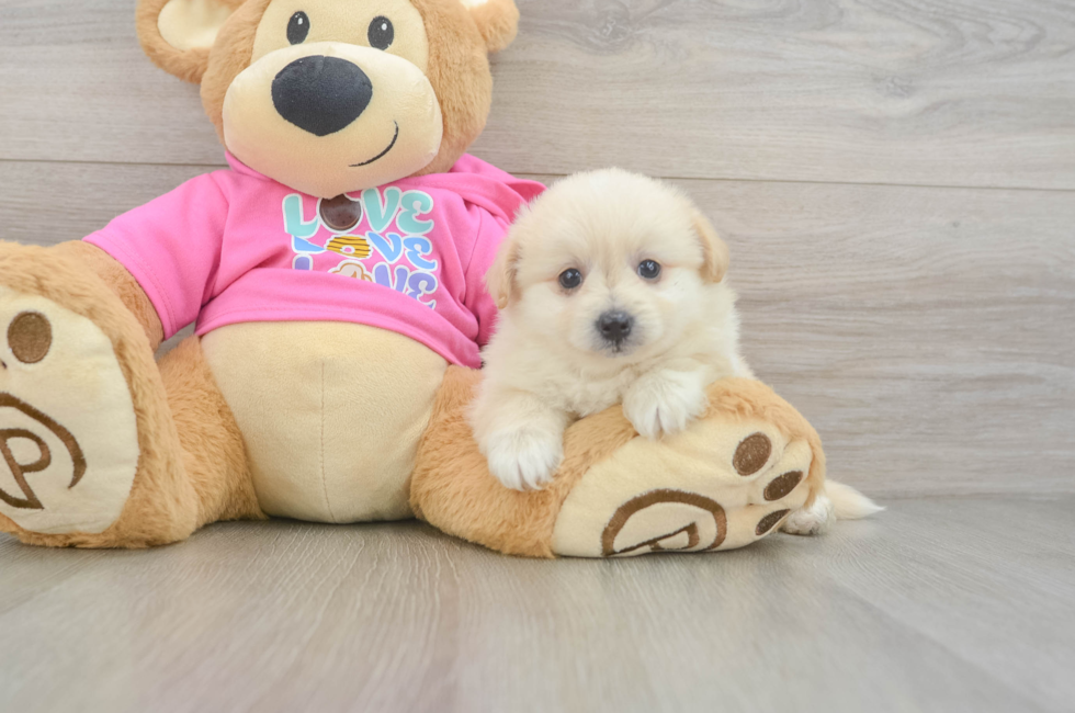5 week old Pomachon Puppy For Sale - Puppy Love PR