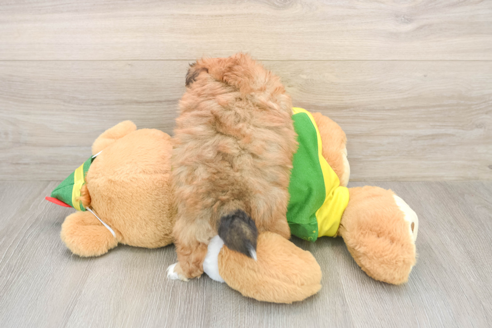 Adorable Pom Frise Designer Puppy