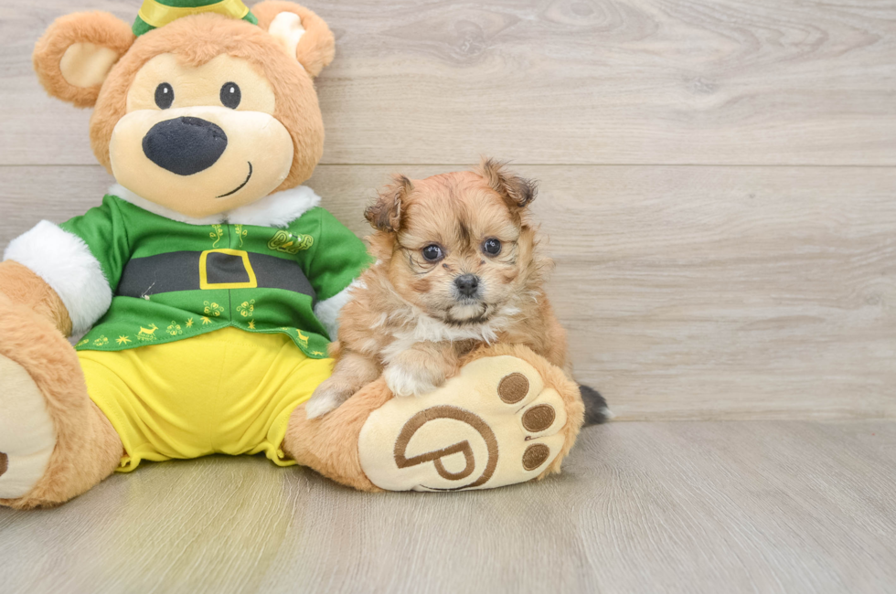 5 week old Pomachon Puppy For Sale - Puppy Love PR