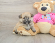 7 week old Pomachon Puppy For Sale - Puppy Love PR