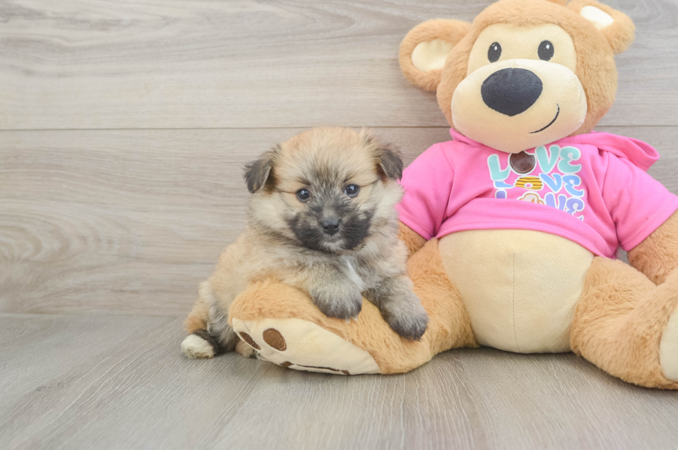 5 week old Pomachon Puppy For Sale - Puppy Love PR
