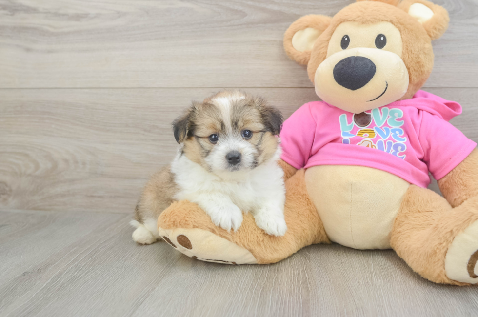5 week old Pomachon Puppy For Sale - Puppy Love PR
