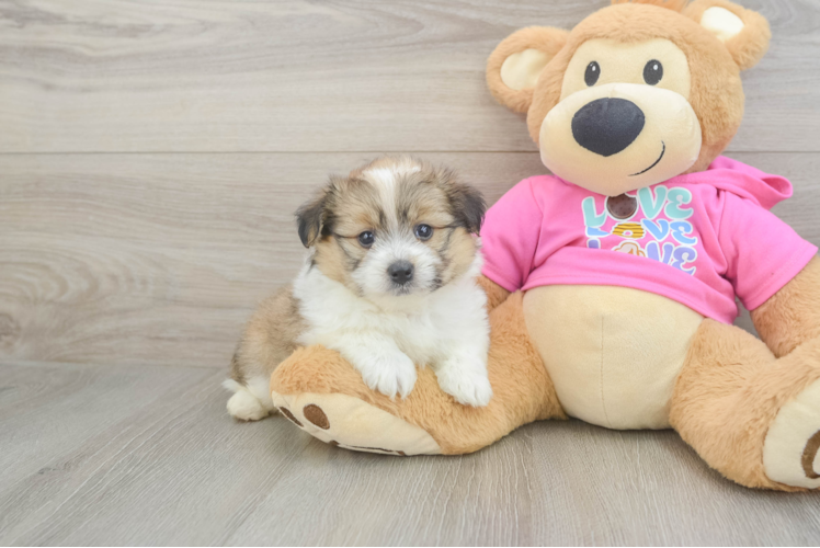 Meet Nova - our Pomachon Puppy Photo 1/3 - Puppy Love PR Adorable Pom Frise Designer Puppy