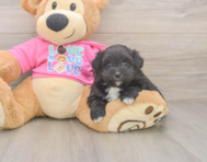 5 week old Pomachon Puppy For Sale - Puppy Love PR