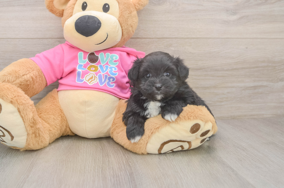5 week old Pomachon Puppy For Sale - Puppy Love PR
