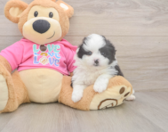 5 week old Pomachon Puppy For Sale - Puppy Love PR