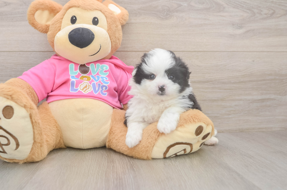 5 week old Pomachon Puppy For Sale - Puppy Love PR