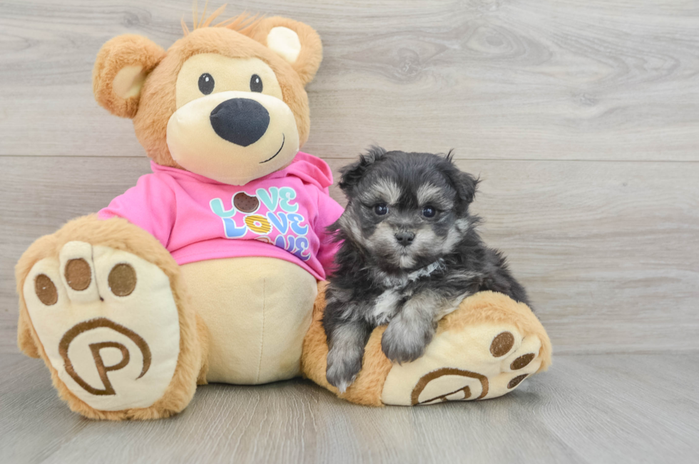 6 week old Pomachon Puppy For Sale - Puppy Love PR