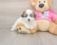 6 week old Pomachon Puppy For Sale - Puppy Love PR
