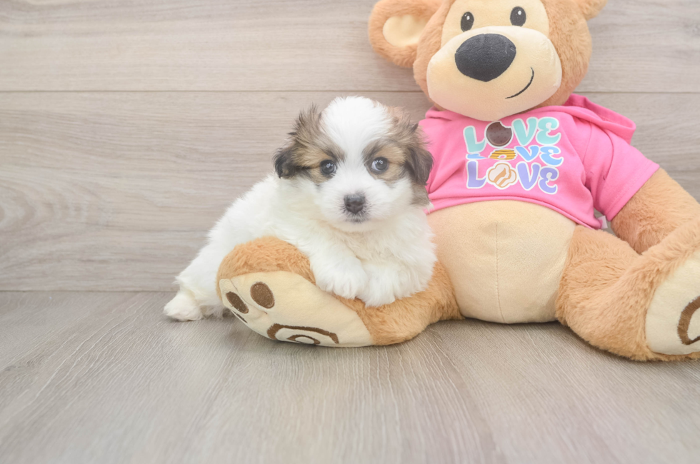 5 week old Pomachon Puppy For Sale - Puppy Love PR