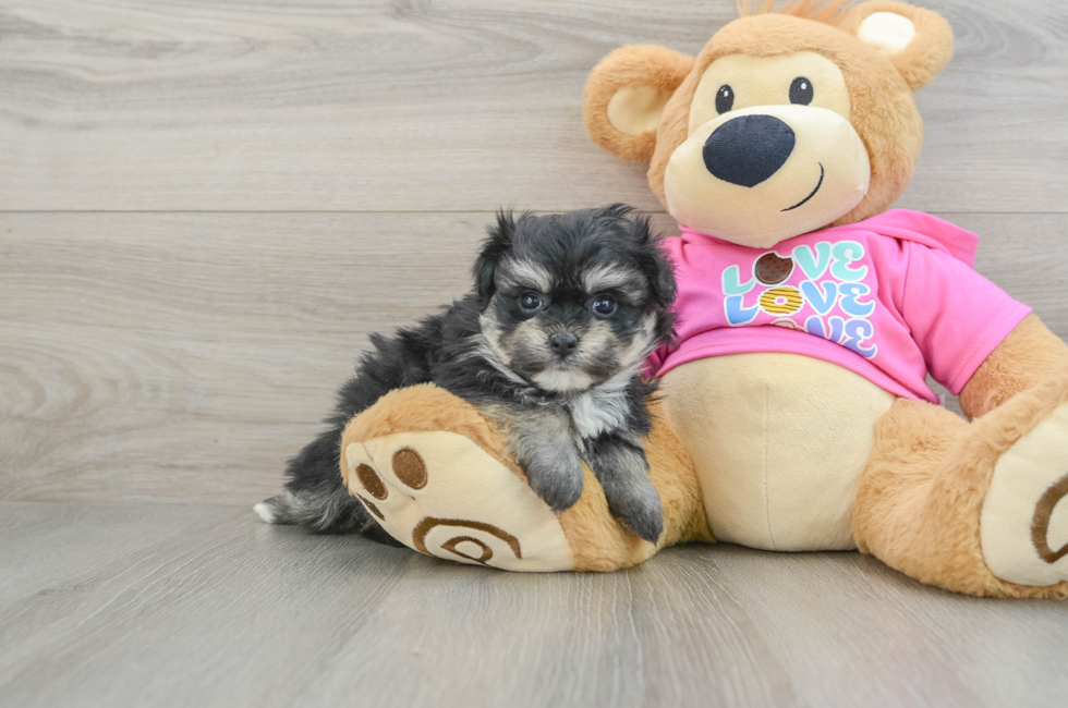 6 week old Pomachon Puppy For Sale - Puppy Love PR