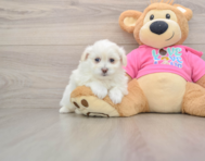 5 week old Pomachon Puppy For Sale - Puppy Love PR