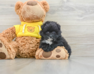 7 week old Pomachon Puppy For Sale - Puppy Love PR