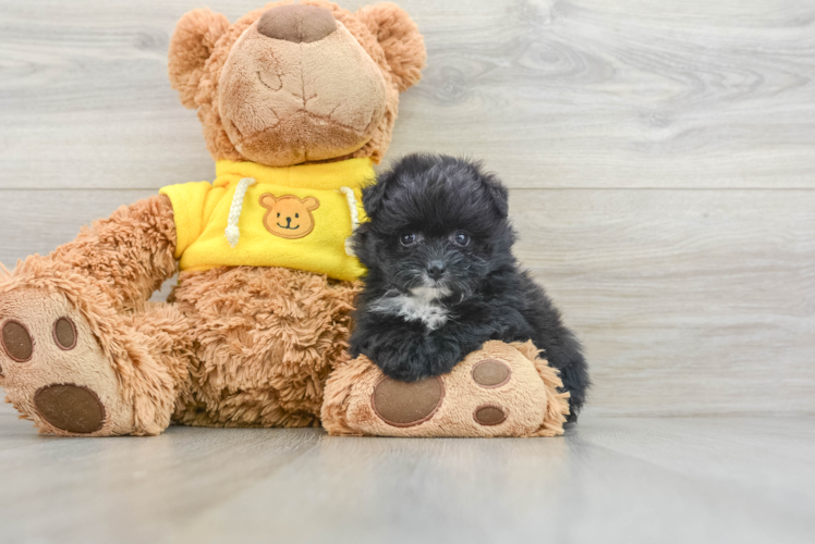 Meet Saratoga - our Pomachon Puppy Photo 1/3 - Puppy Love PR Best Pomachon Baby