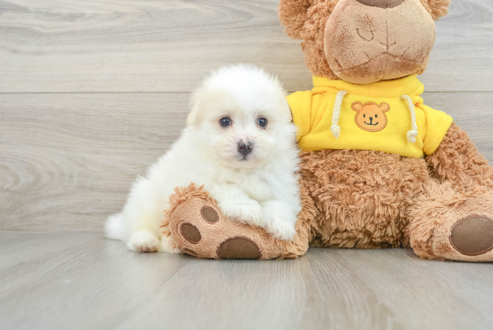 Hypoallergenic Pom Frise Designer Puppy