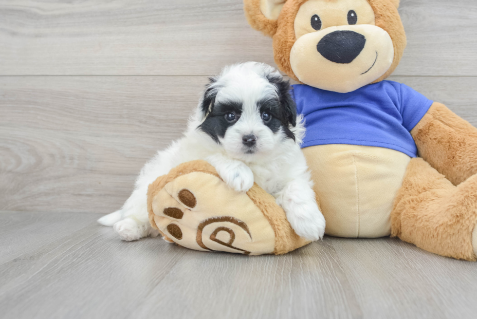 Funny Pomapoo Poodle Mix Pup
