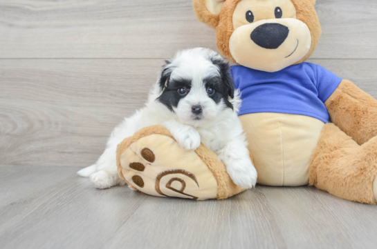 Funny Pomapoo Poodle Mix Pup