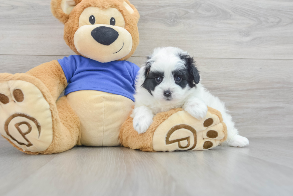Best Pomapoo Baby