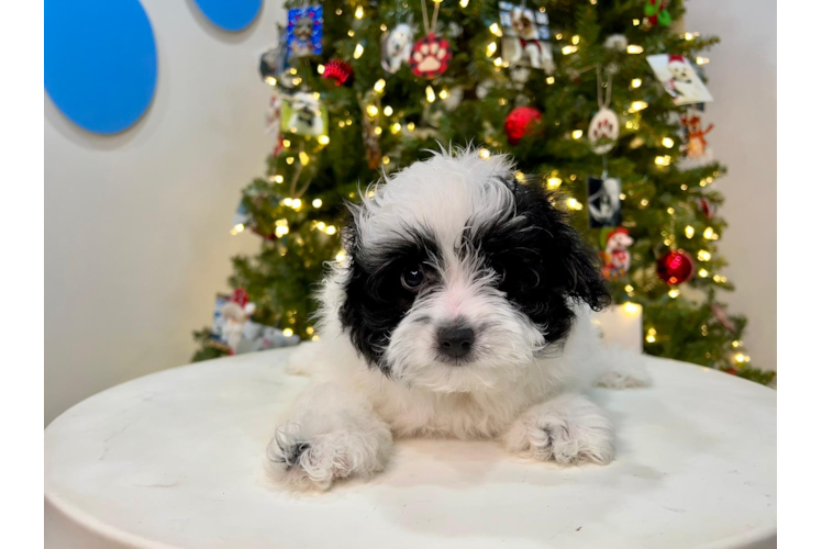 Cute Pomapoo Baby