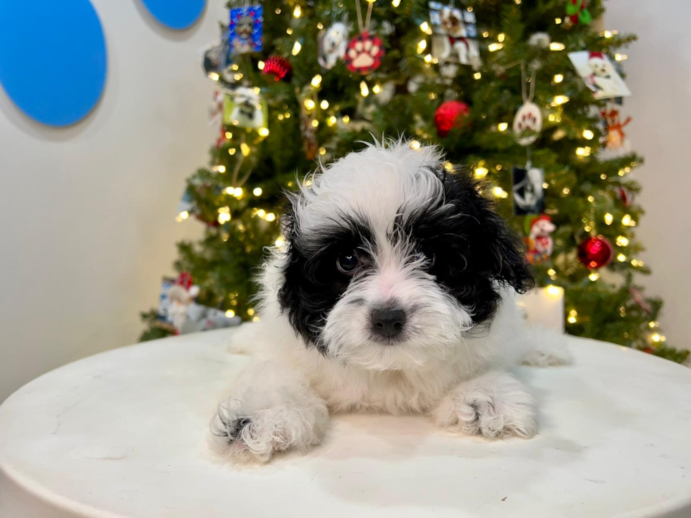 Cute Pomapoo Baby