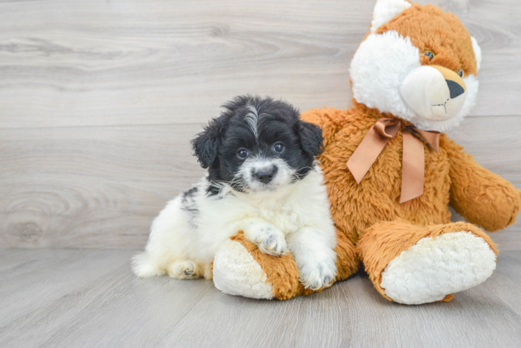 Pomapoo Pup Being Cute