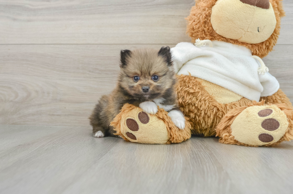 5 week old Pomeranian Puppy For Sale - Puppy Love PR