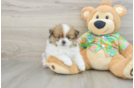 Akc Registered Pomeranian Purebred Pup
