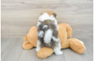 Pomeranian Puppy for Adoption