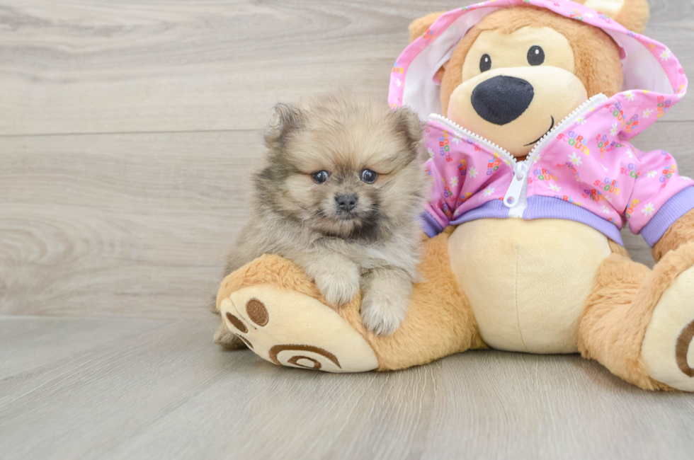 5 week old Pomeranian Puppy For Sale - Puppy Love PR