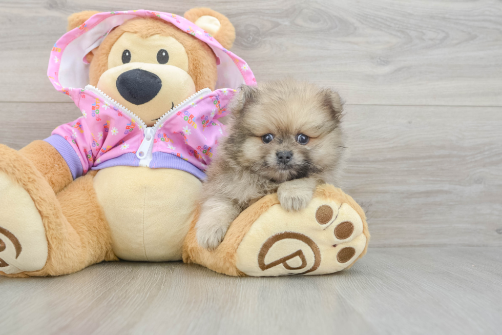 Hypoallergenic Pomeranian Baby