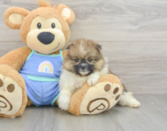 6 week old Pomeranian Puppy For Sale - Puppy Love PR