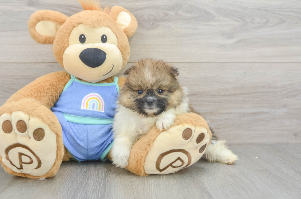 6 week old Pomeranian Puppy For Sale - Puppy Love PR