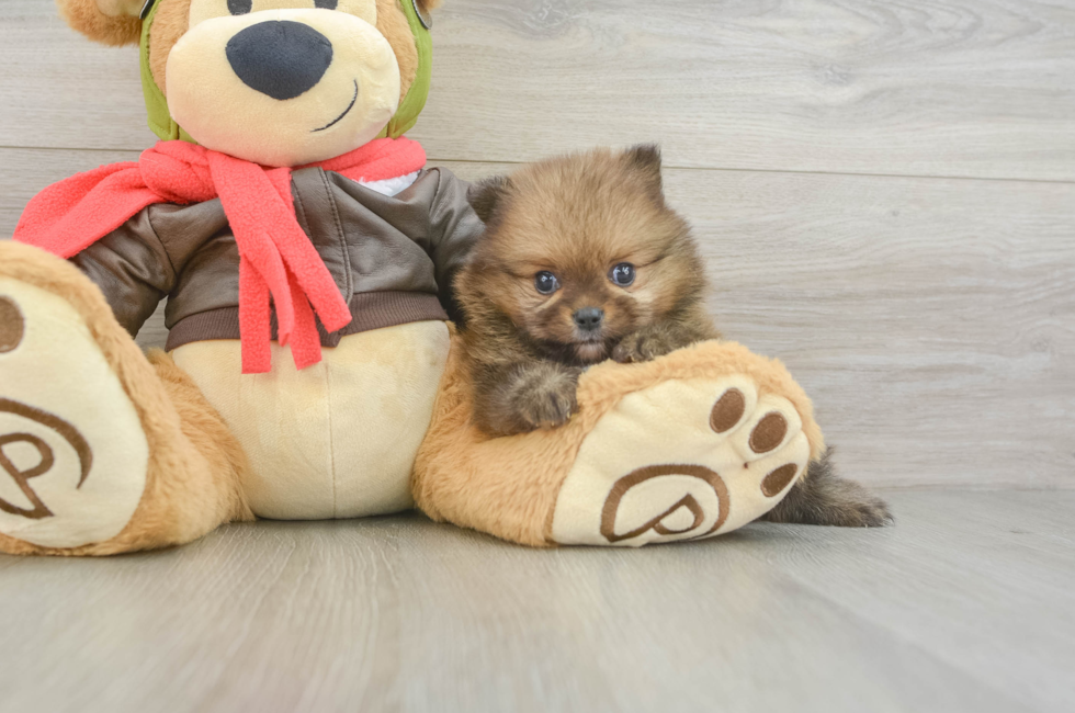 5 week old Pomeranian Puppy For Sale - Puppy Love PR