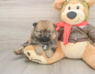 7 week old Pomeranian Puppy For Sale - Puppy Love PR