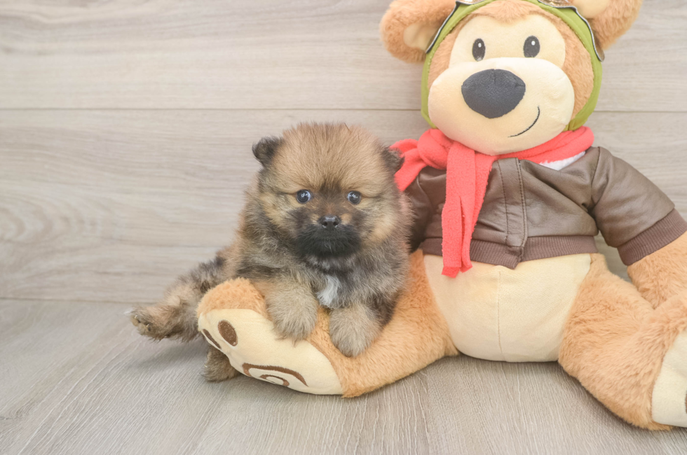 6 week old Pomeranian Puppy For Sale - Puppy Love PR