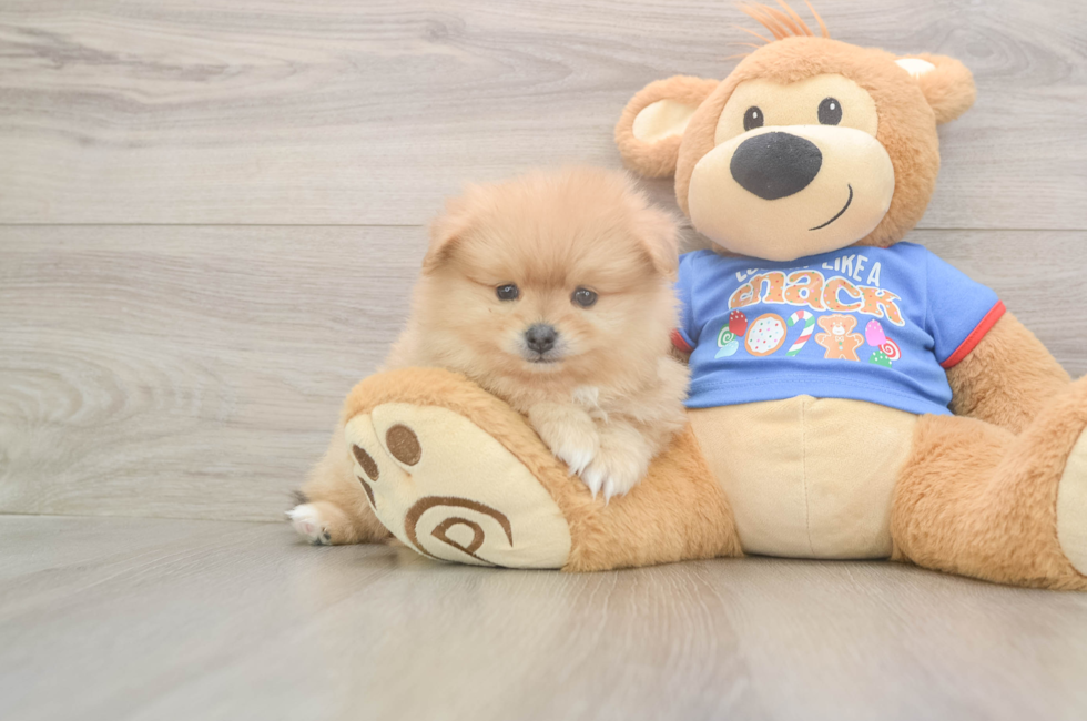 5 week old Pomeranian Puppy For Sale - Puppy Love PR